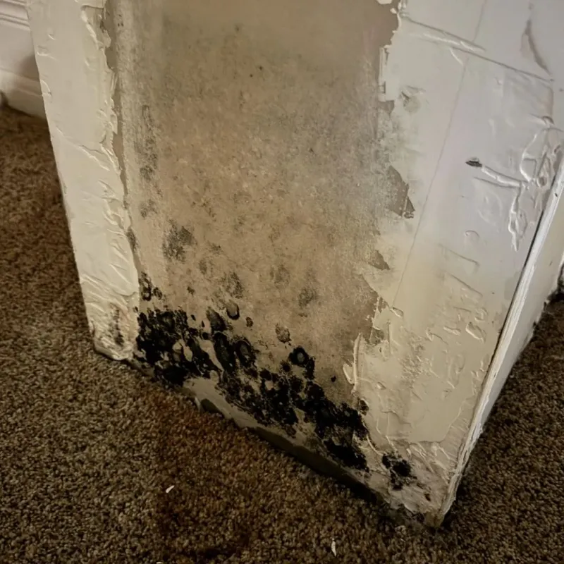 Professional Mold Removal in Tunica County, MS